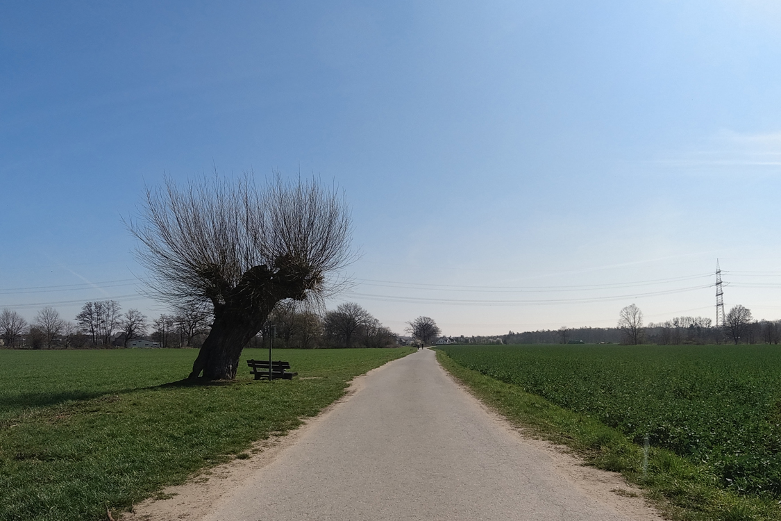 Alte Weide am Dickelsbach