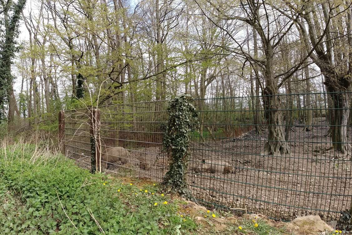 Wildschweingehege Meerbusch