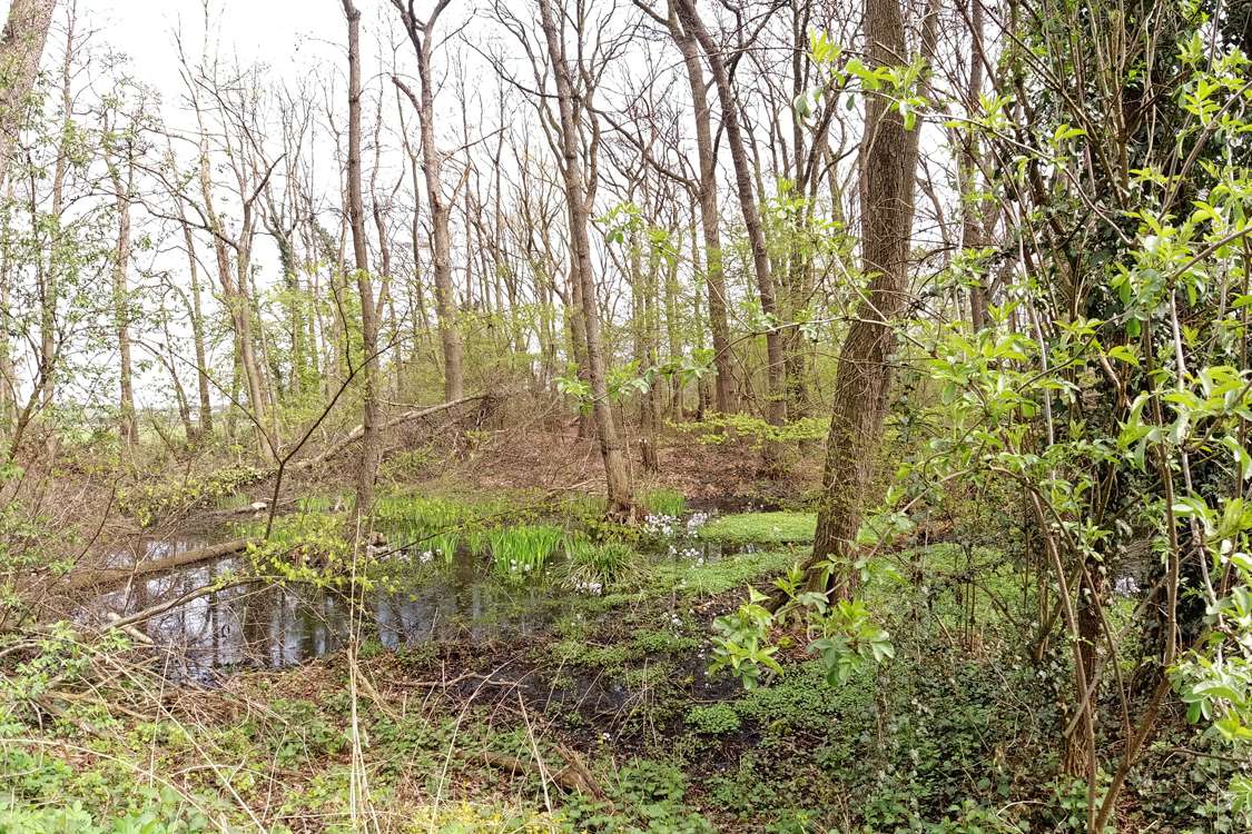 Teich am Wildschweingehege