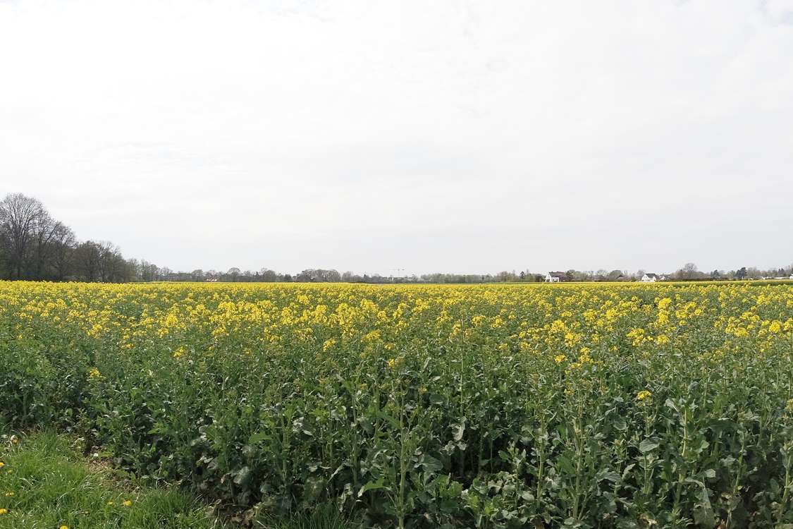 Rapsfeld beim Meerbuscher Bürgerwäldchen