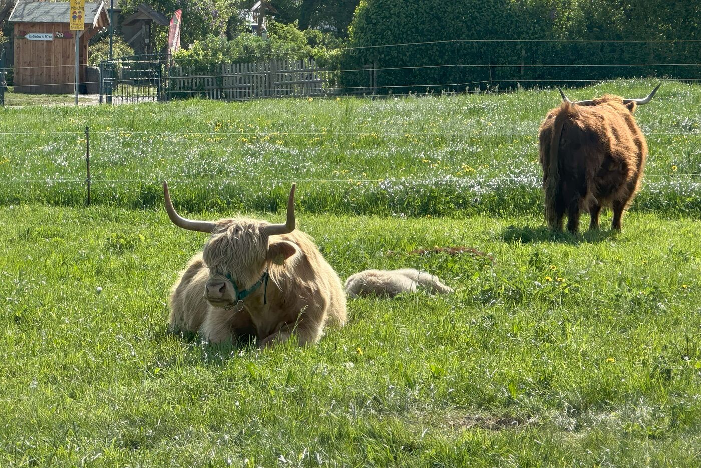 Highlandrinder am Straßenrand - ganz friedlich