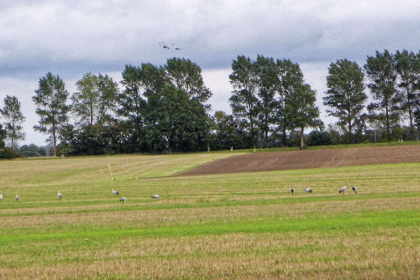 Begegnung mit Kranichen
