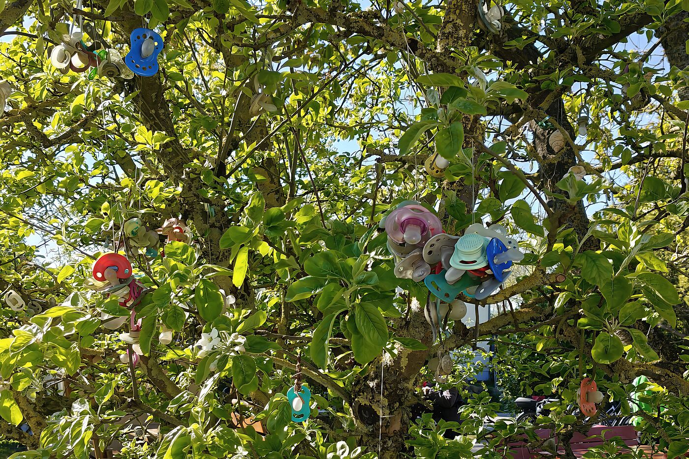 Der Schnullerbaum in Kägsdorf