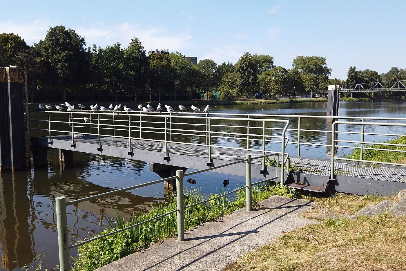 Die Ems in Lingen