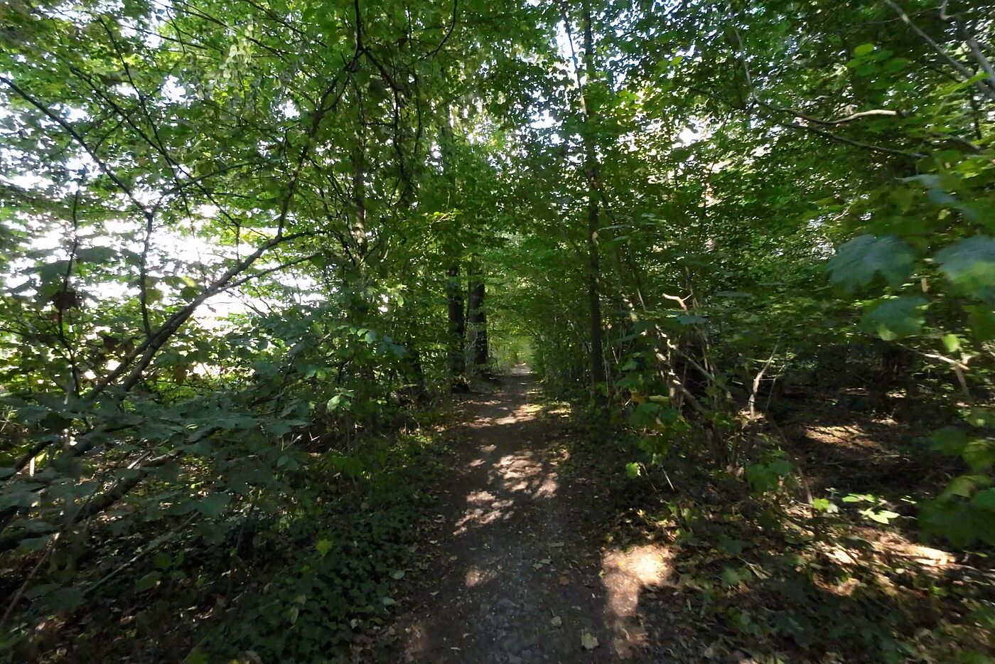 Ein Schleichweg im Wald