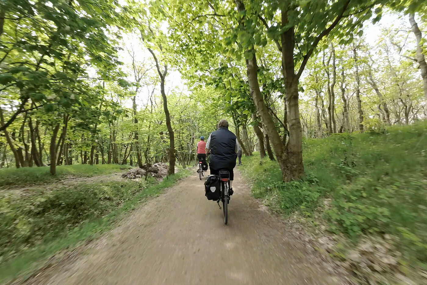 Noch einmal durch "De Manteling" - eben ein Schutzwald