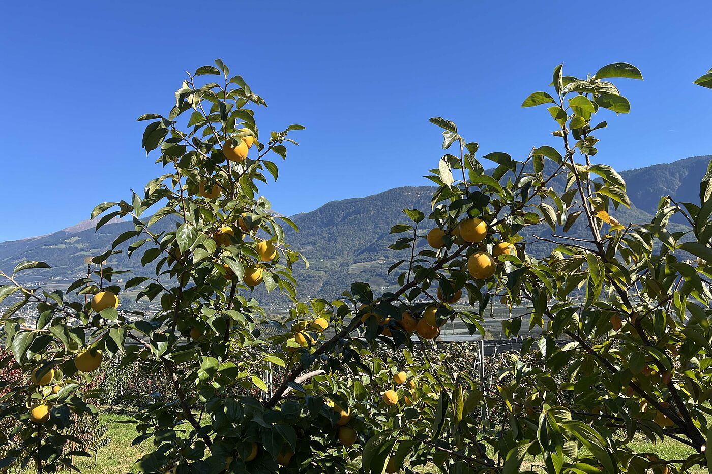 Hier gibt es sogar Kaki-Bäume Hier gibt es sogar Kaki-Bäume