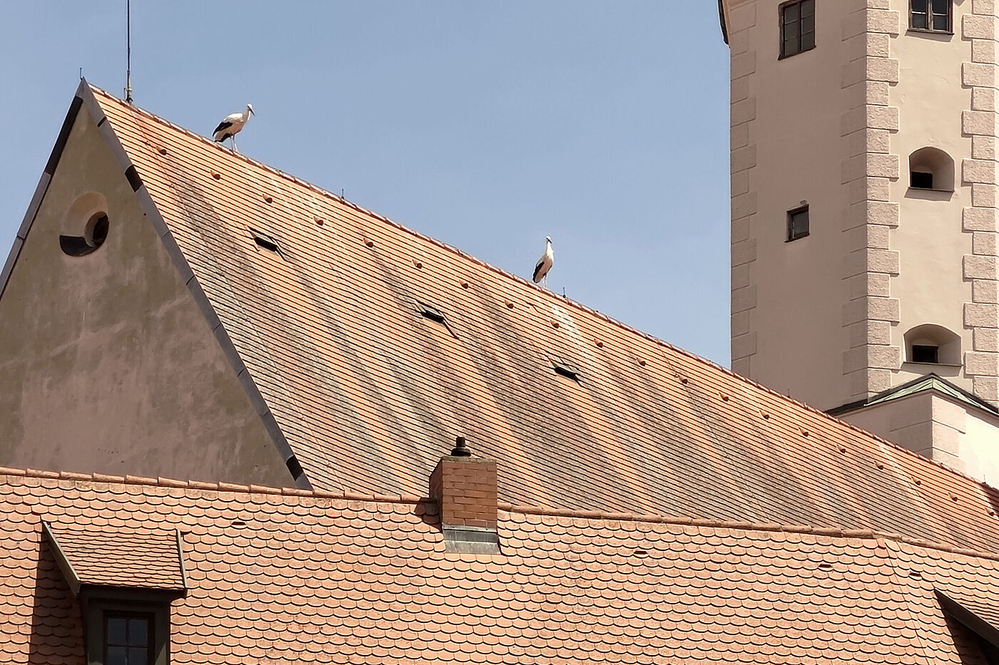 Störche auf der Kirche
