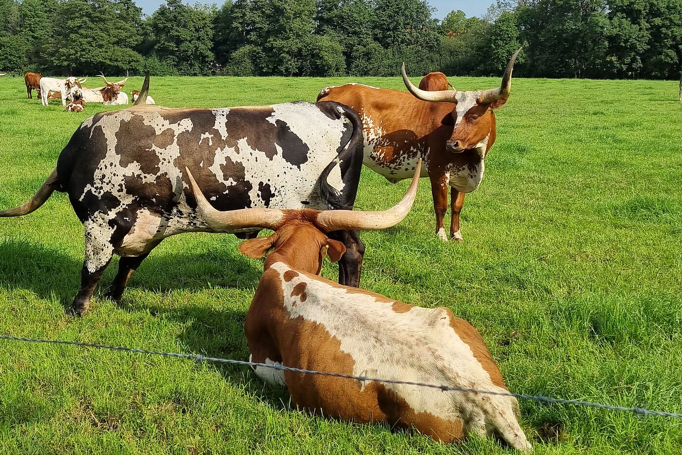 Bunte Kühe mit gebogenen Hörnern