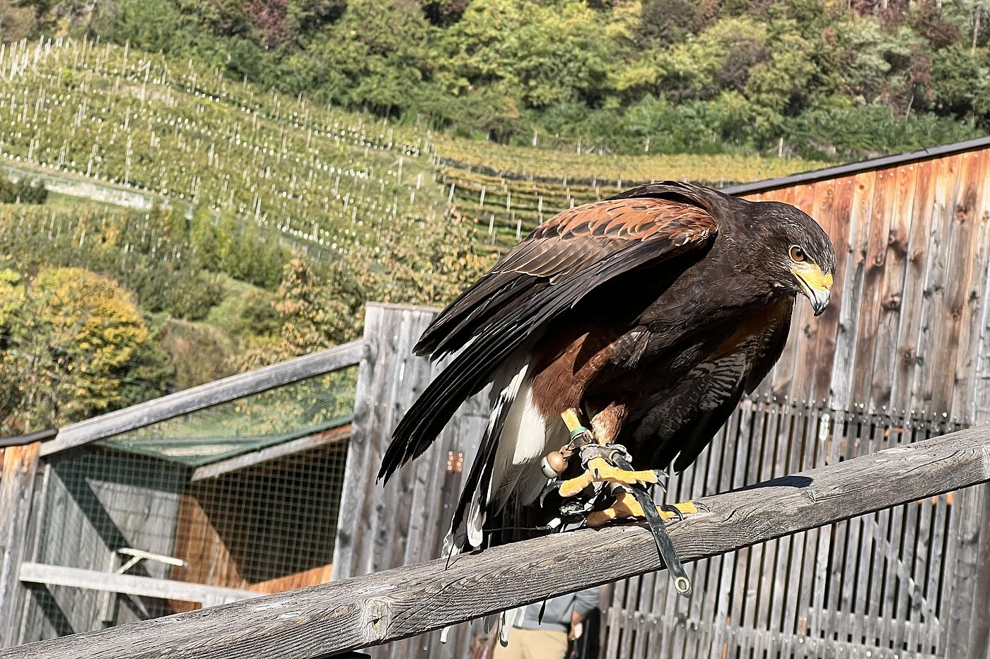 Man kann die Vögel aus allernächster Distanz bewundern Man kann die Vögel aus allernächster Distanz bewundern