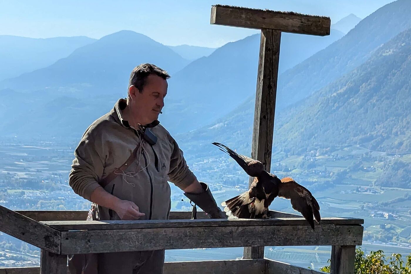 Die Vorführung beginnt - ein sehr unterhaltsamer Falkner steht dort Die Vorführung beginnt - ein sehr unterhaltsamer Falkner steht dort