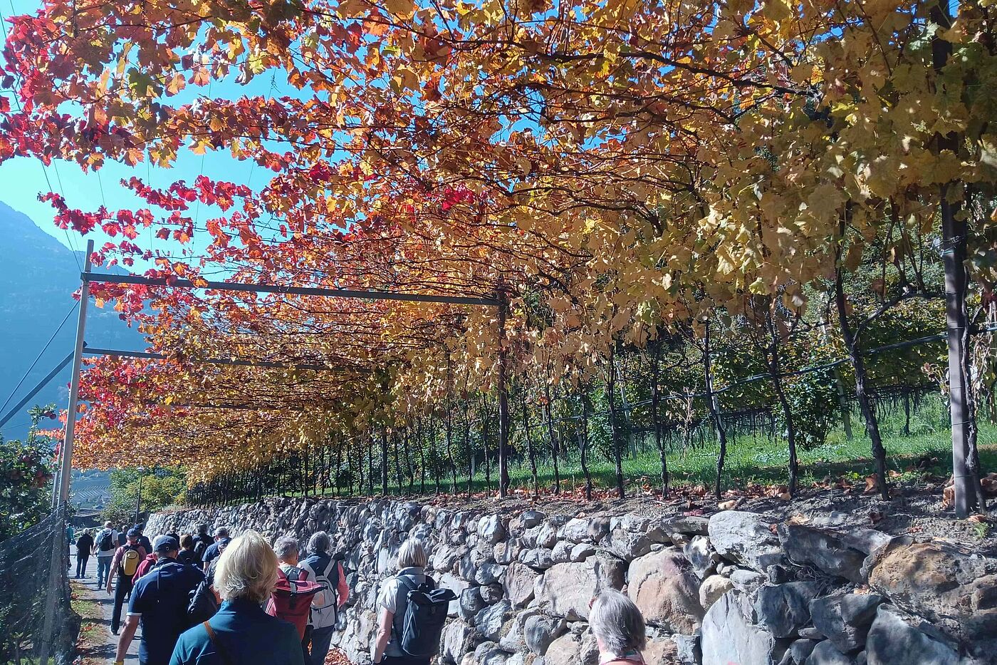 Eine Überdachung aus Weinreben Eine Überdachung aus Weinreben