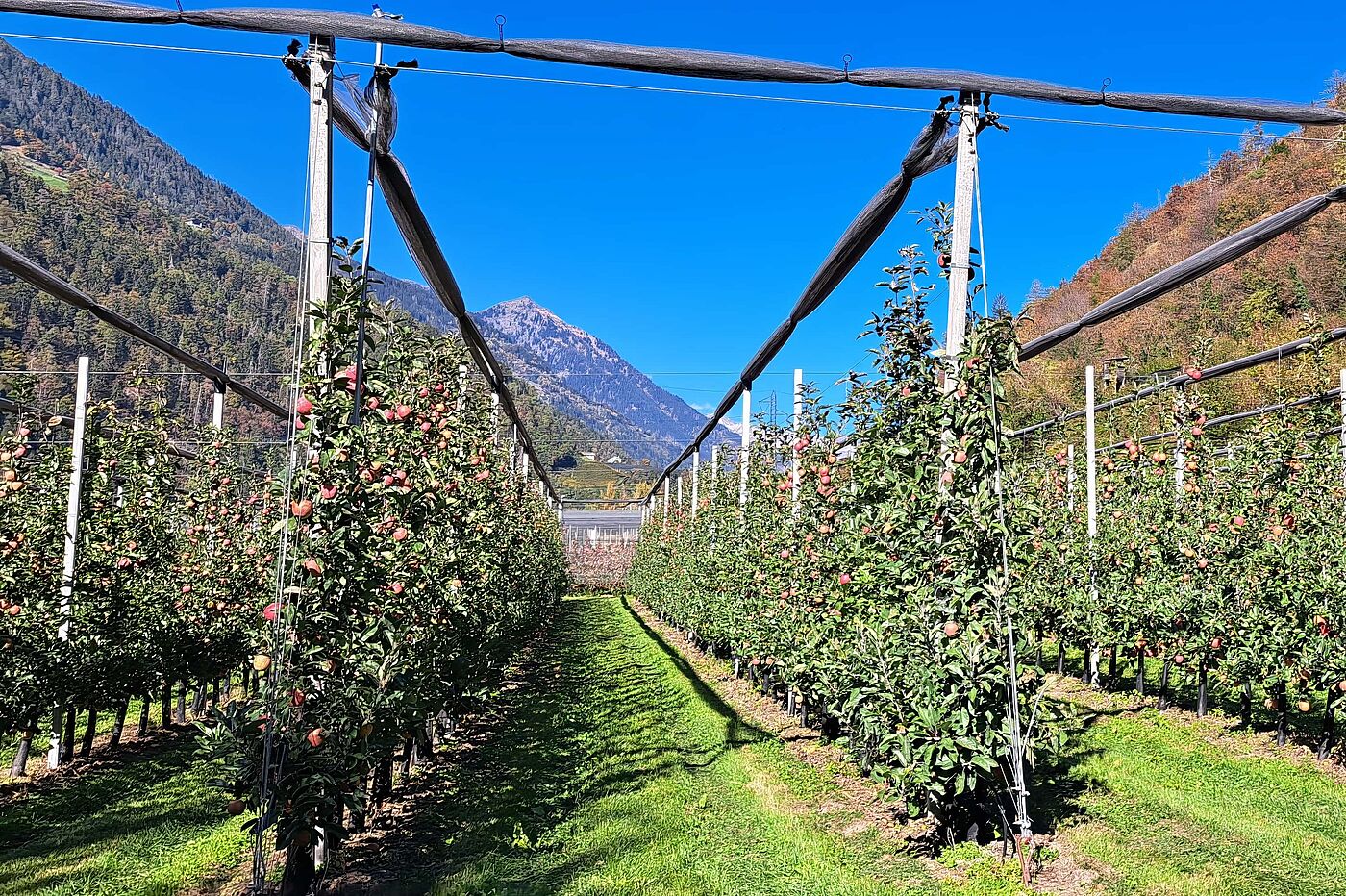 Apfelplantagen gibt es auch im Passeier Apfelplantagen gibt es auch im Passeier