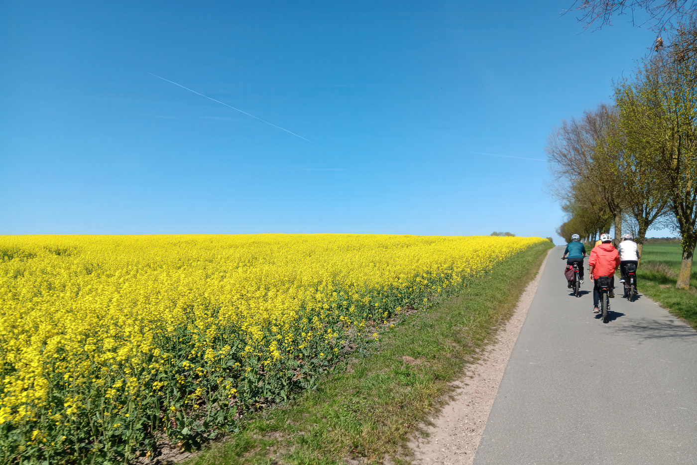 Durch die Rapsfelder