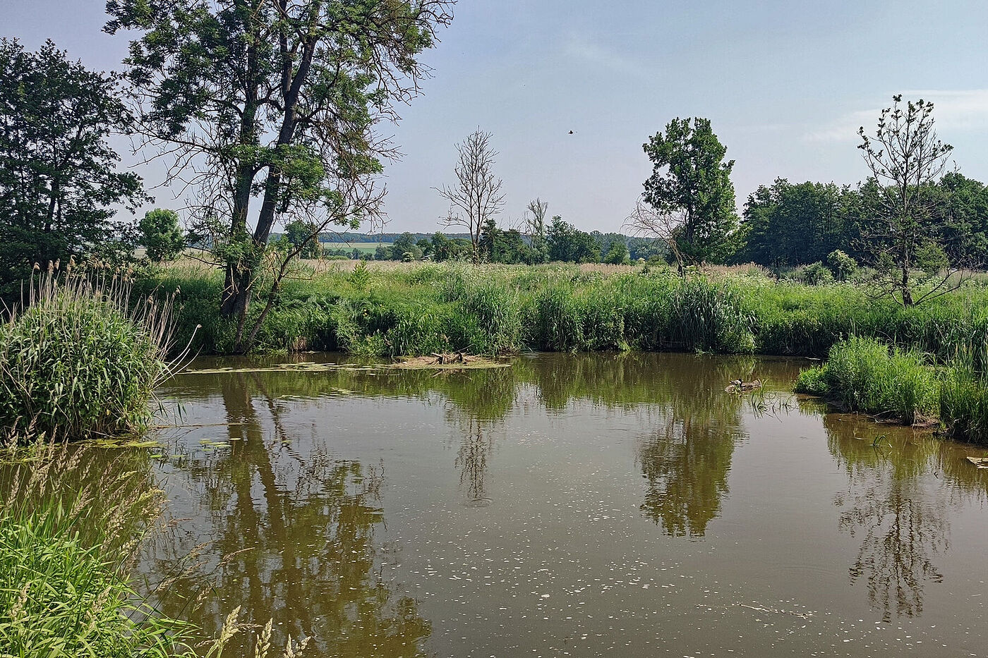 Die Wörnitz an der Ziegelmühle Munningen