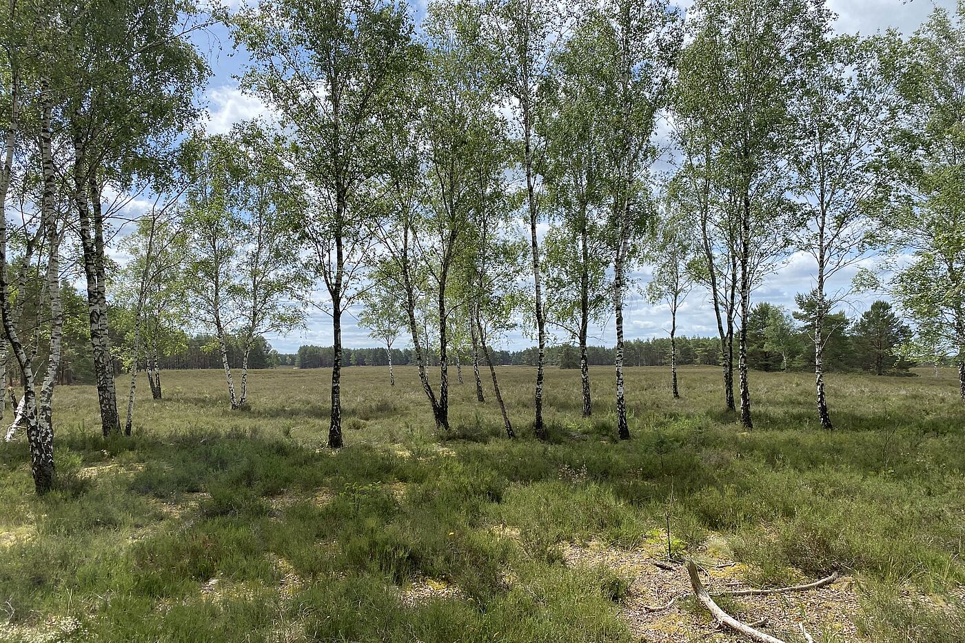 An der Nemitzer Heide
